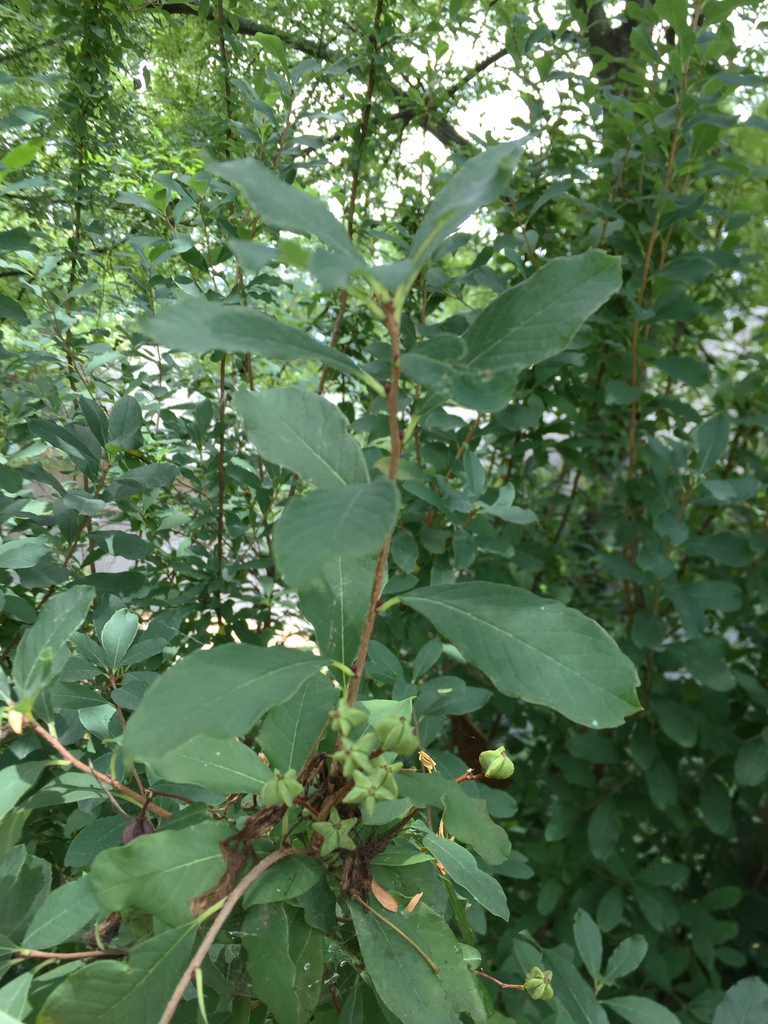 Leaf