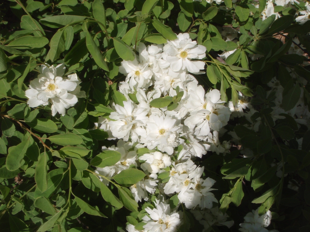 Flower and Leaf