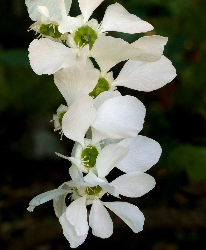 Large, white, 5-petaled flower with a green hypanthium.