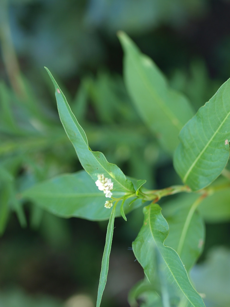 Leaves