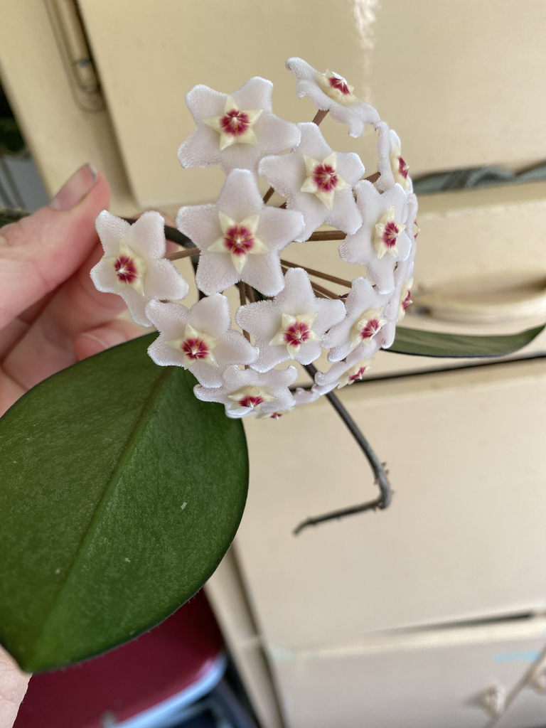 Umble inflorescence