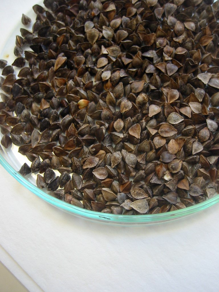 Seeds