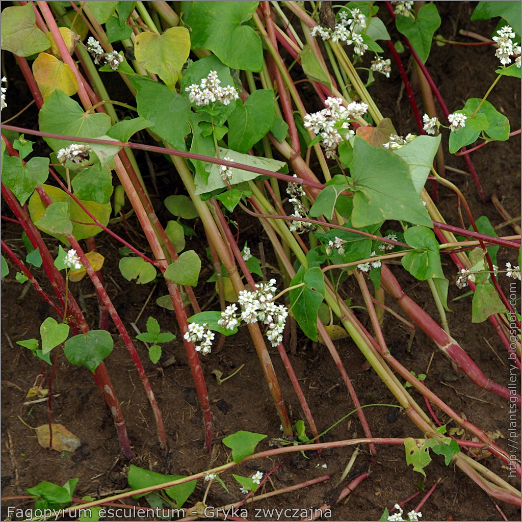 Stems