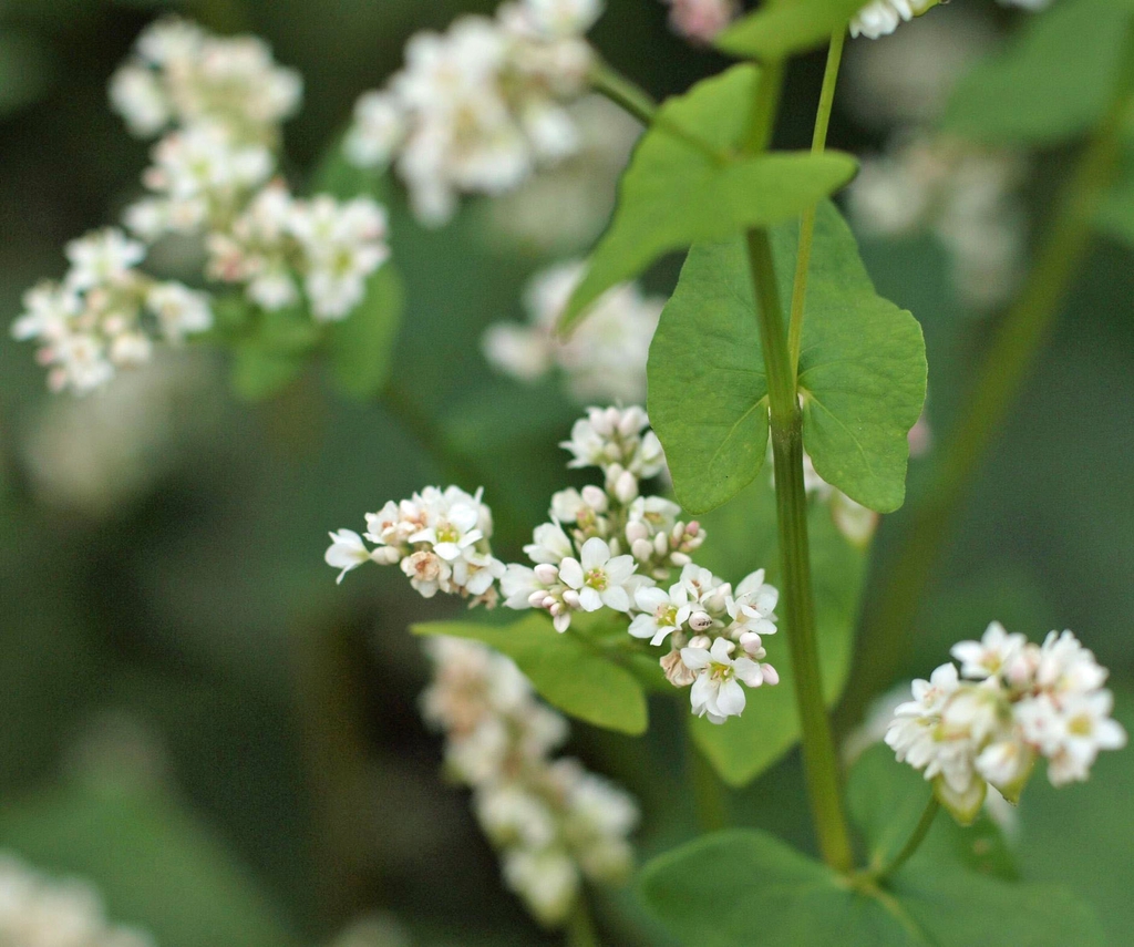 Flowers and leaves