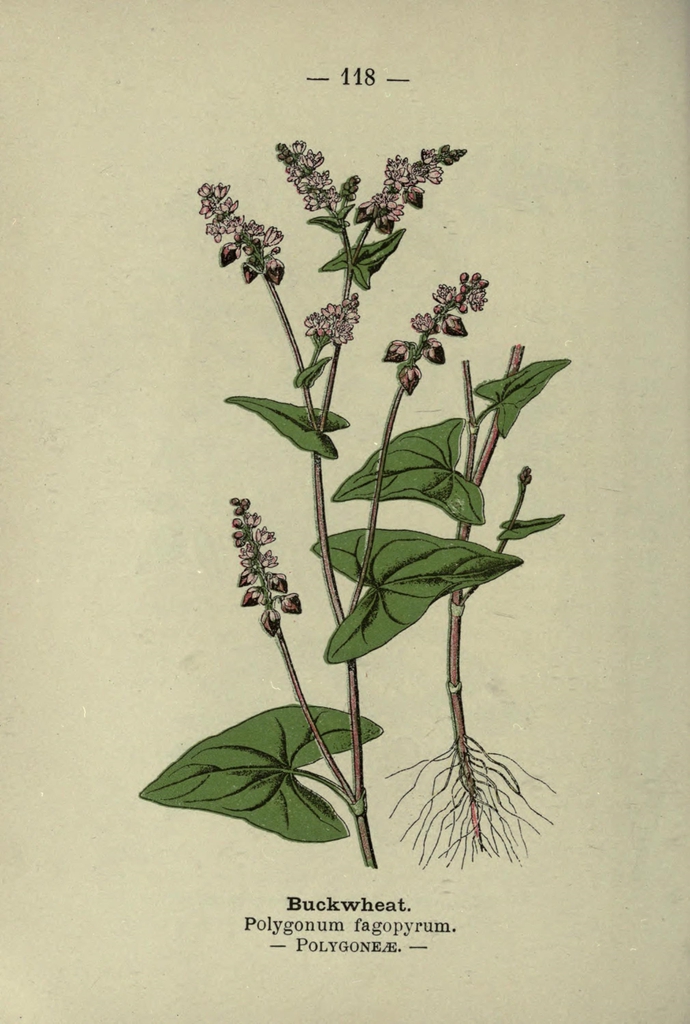Botanical Illustration