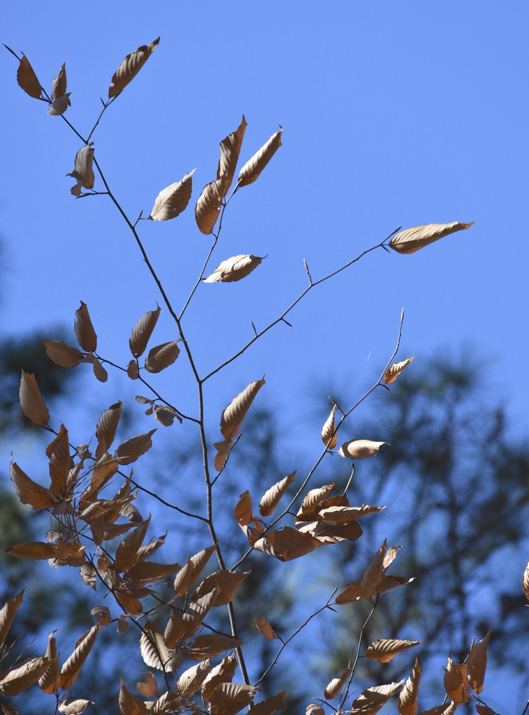 Leaves & Buds - January - Halifax Co., NC
