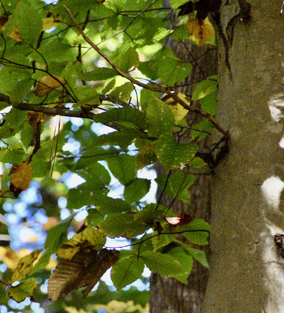 Leaves - Fall - Warren Co., NC