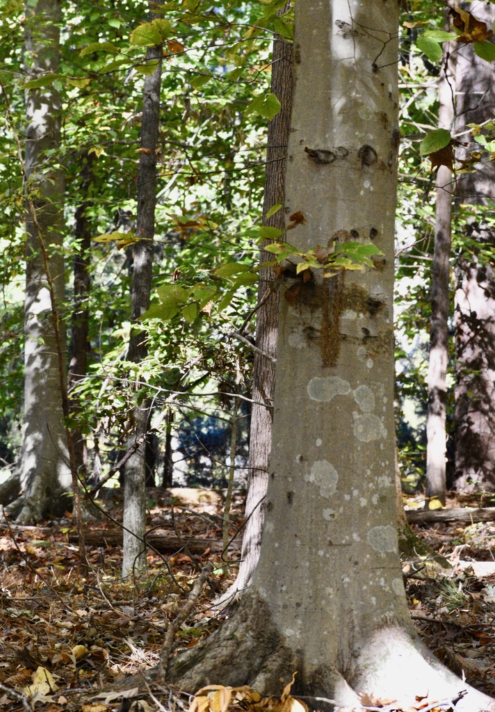 Bark - Fall - Warren Co., NC