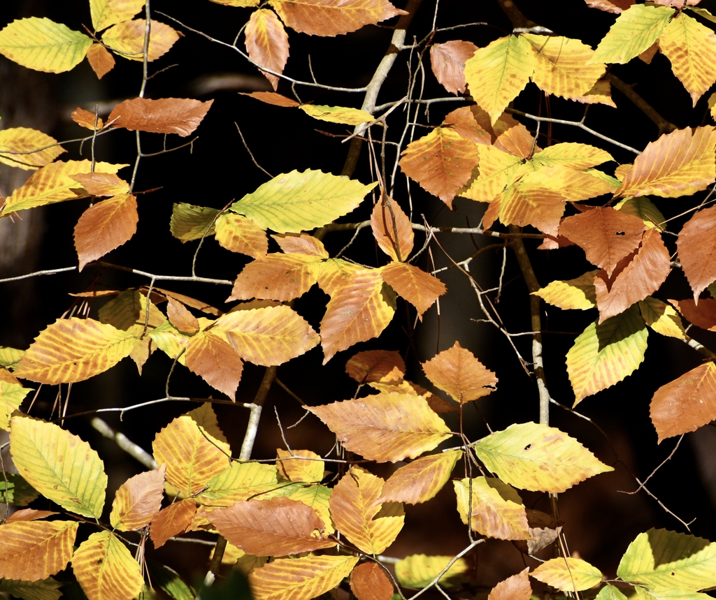 Leaves - Fall - Warren Co., NC