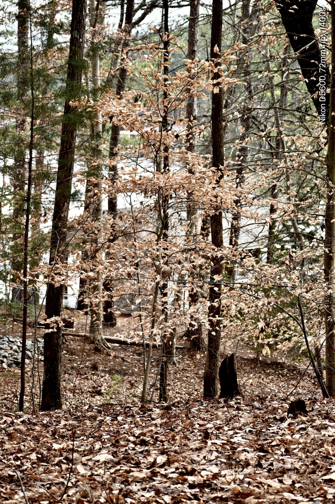 Fagus grandifolia