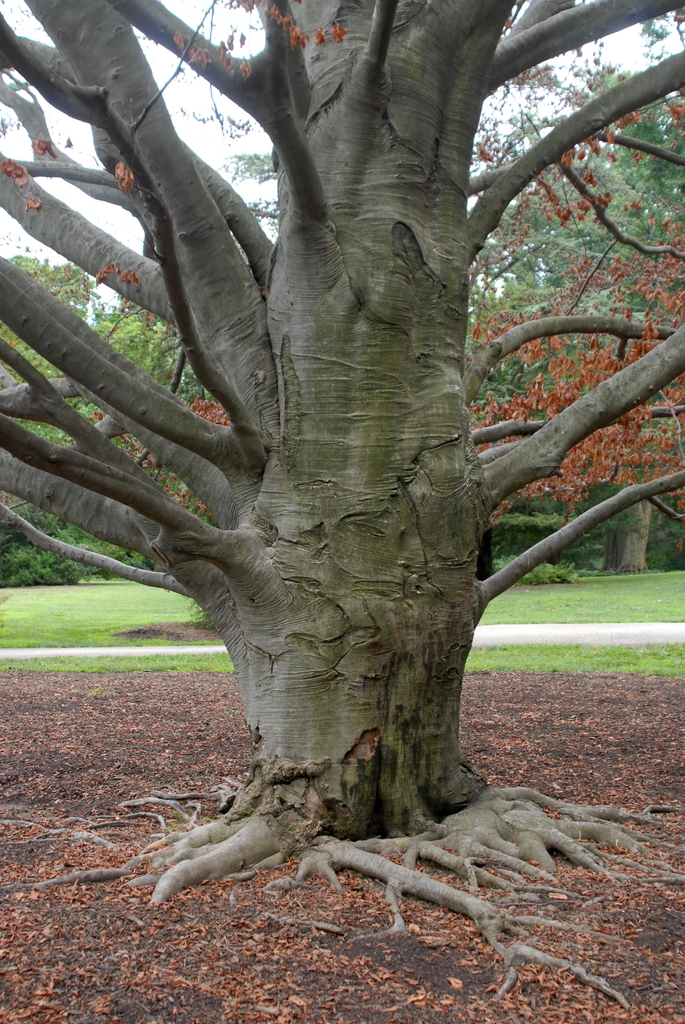 Bark