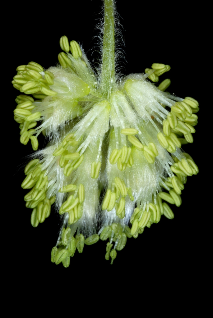 Male flowers (Lindley Park, Greensboro, NC)-Mid Spring