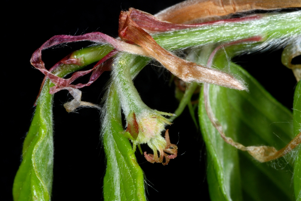 Female flower (Lindley Park, Greensboro, NC)-Mid Spring