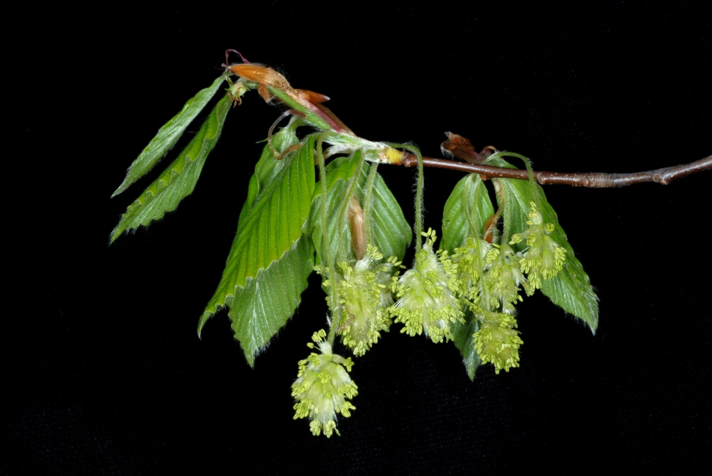 Male flowers (Lindley Park, Greensboro, NC)-Mid Spring
