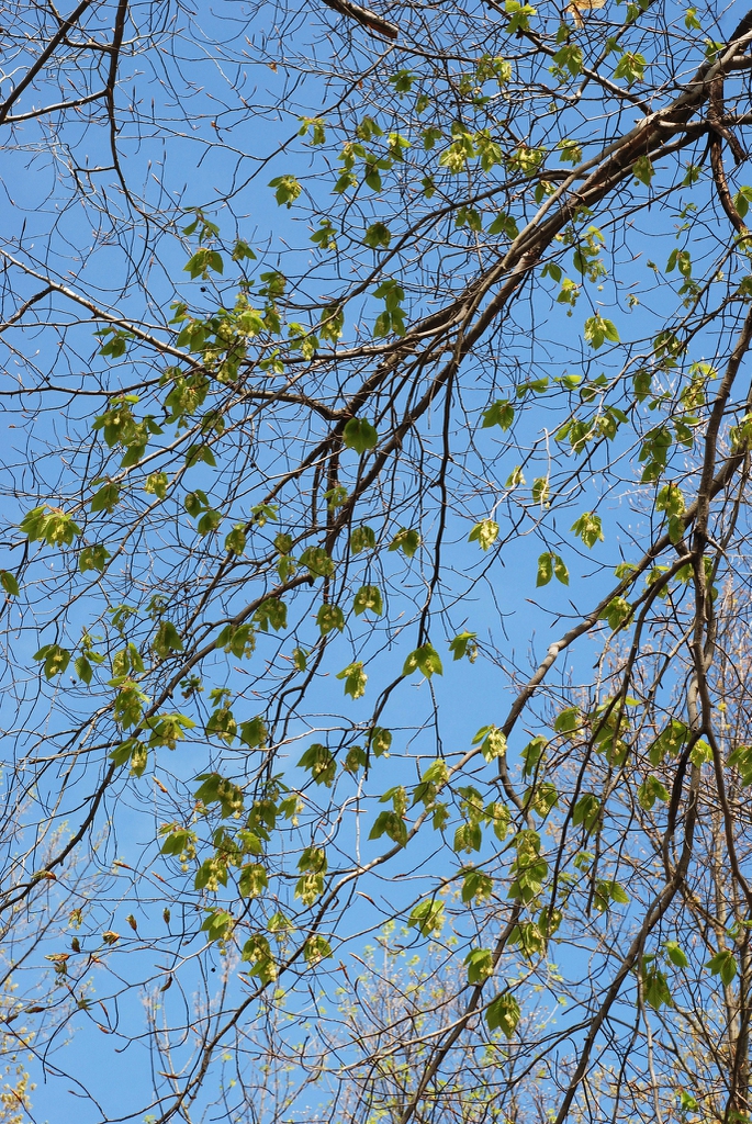 Branches in spring (Lindley Park, Greensboro, NC)-Mid Spring