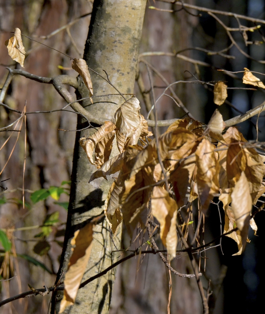 Retention of dead whithered leaves on deciduous tree in winter.