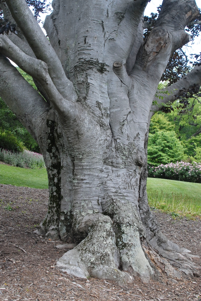 Fagus grandifolia