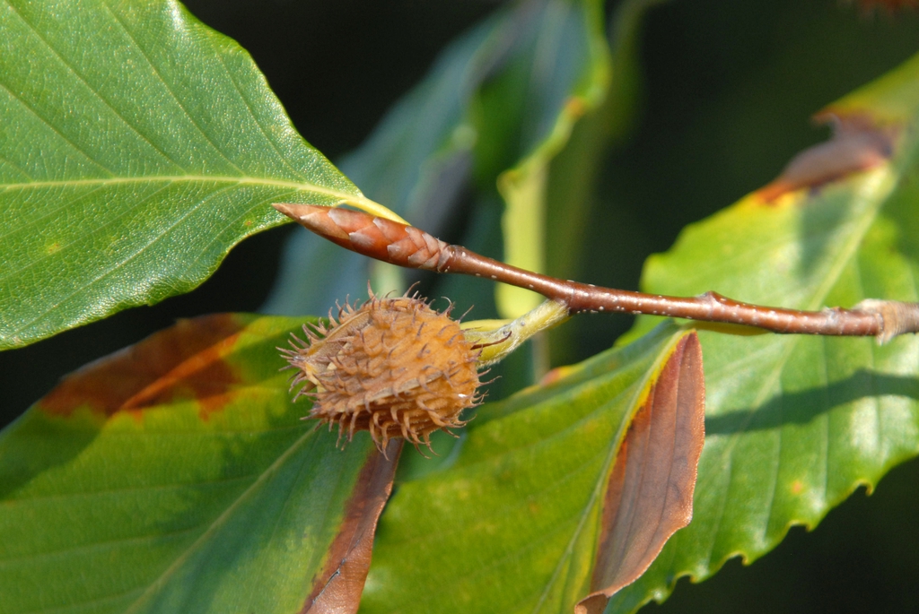 Bud