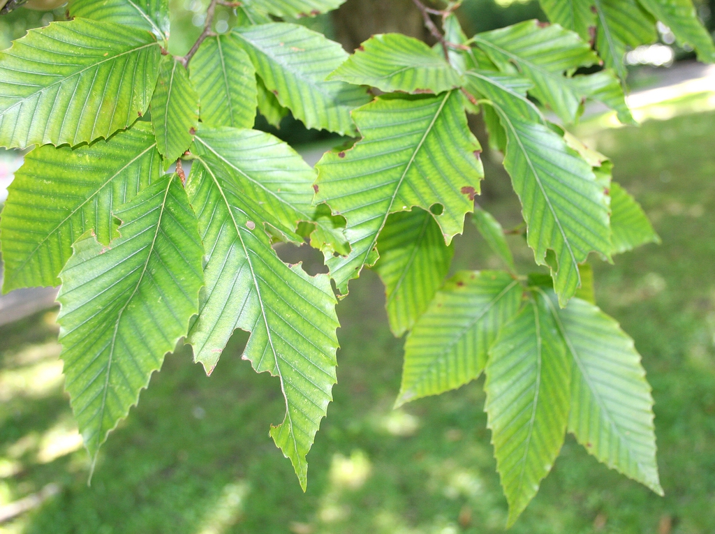 Leaves of F. grandifolia