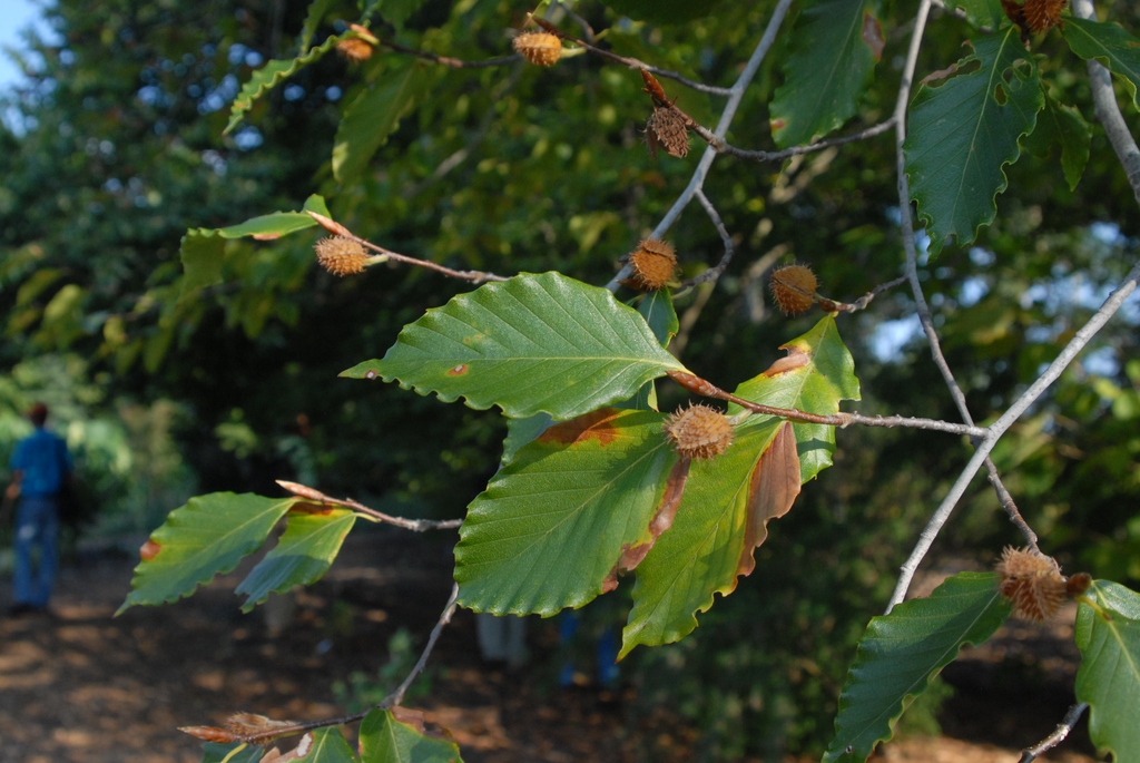 Leaf and Fruit