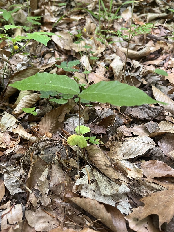 Pair of cotyledons and pair of new true leaves