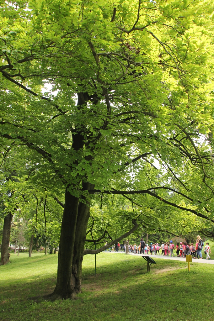 Form of F. sylvatica