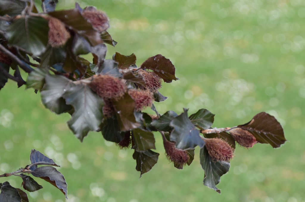 Leaves