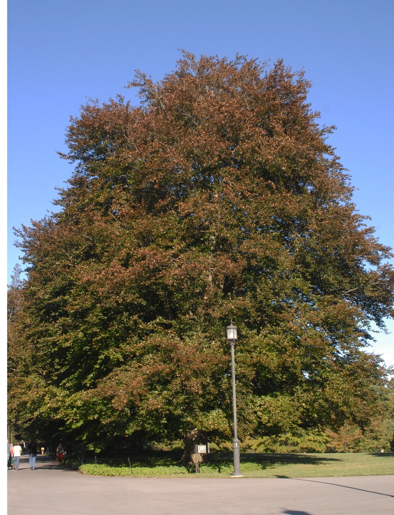 Fagus sylvatica