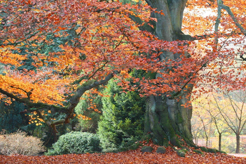 Fall color