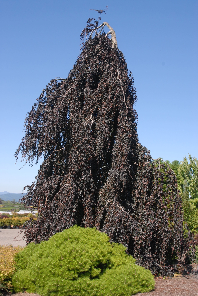 Fagus sylvatica