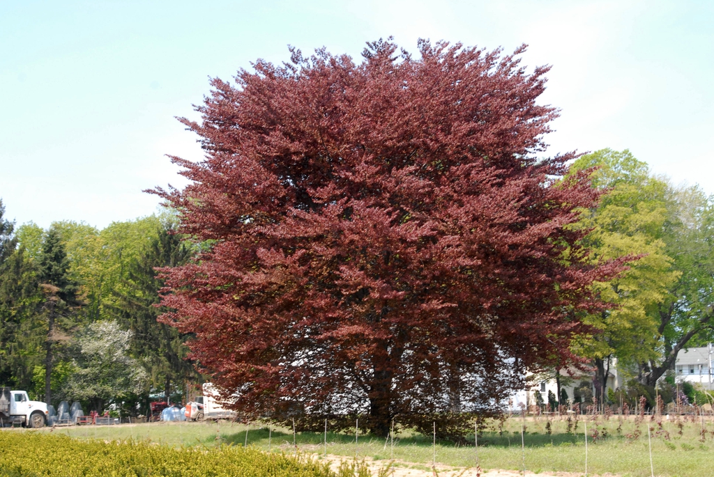 Fagus sylvatica 'Roseomarginata' Tree