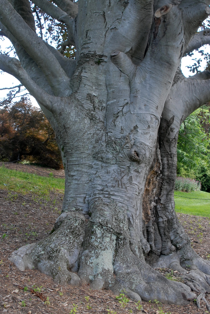 Fagus sylvatica
