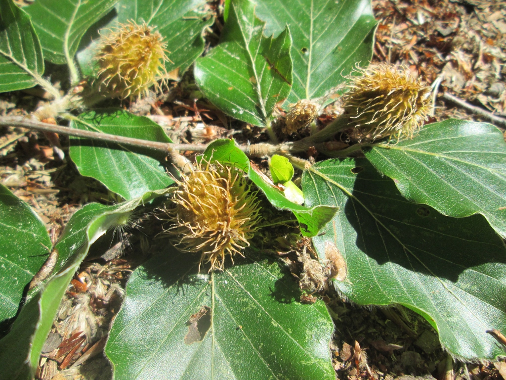 Fruit of F. sylvatica