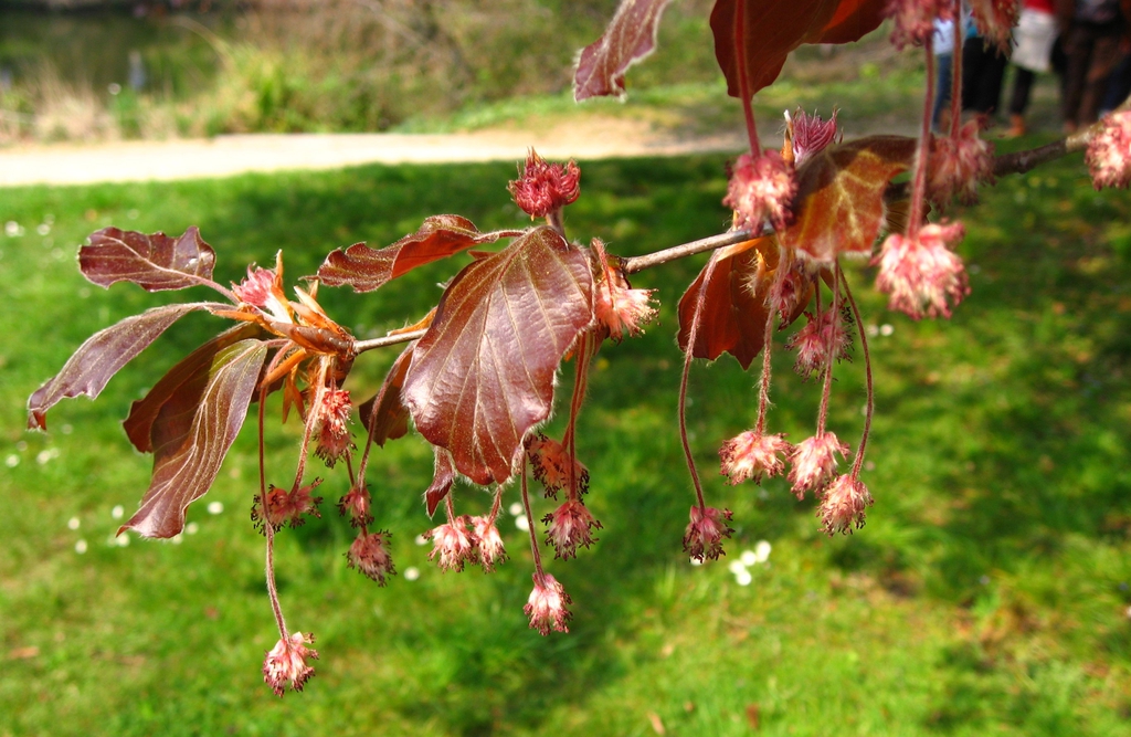 Flowers and leaves in spring