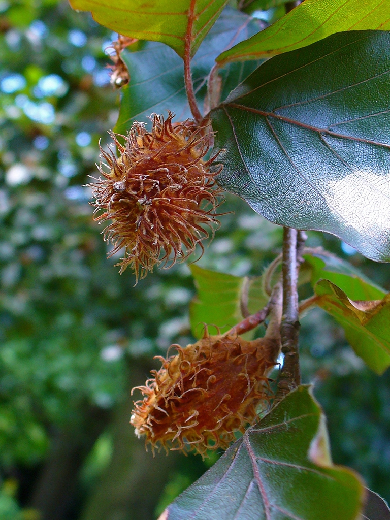 Fruits with spiny cover