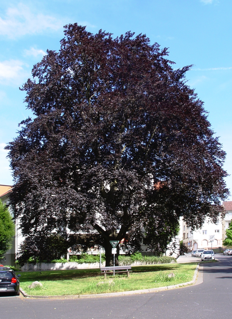 Spring form