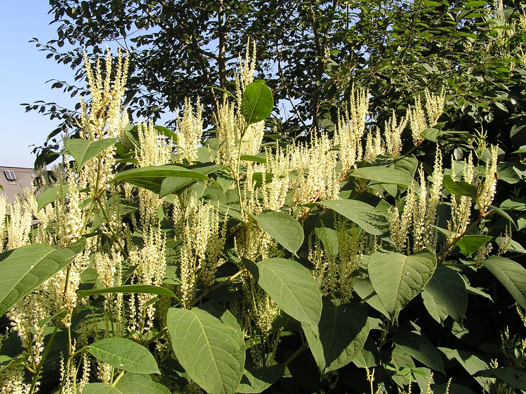 Plant in bloom