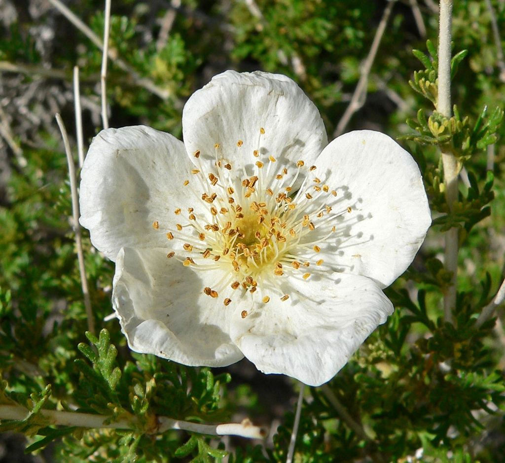 Close up of flower