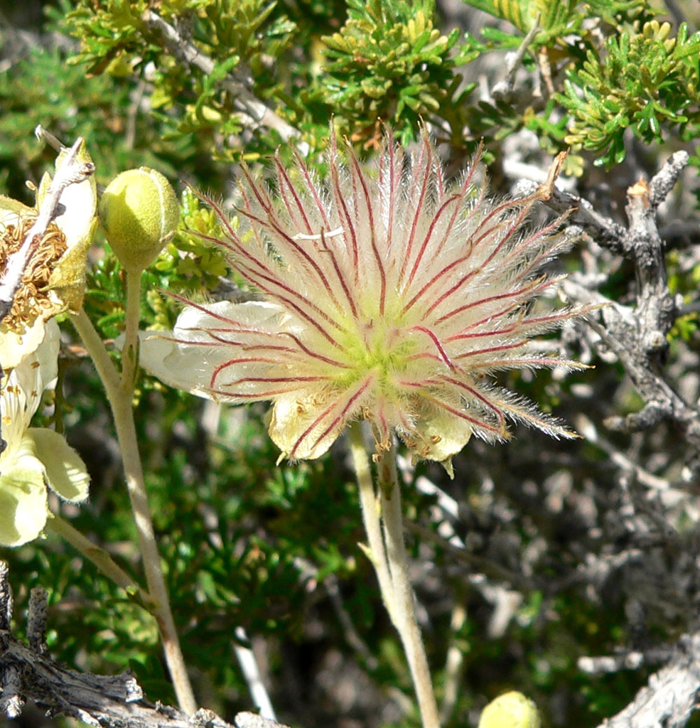 Seed head