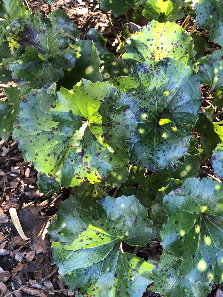 Farfugium japonicum