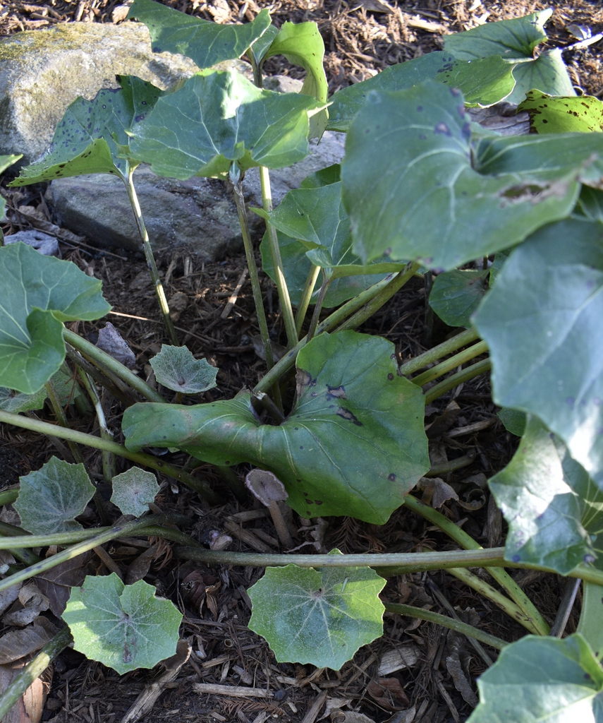 Farfugium japonicum