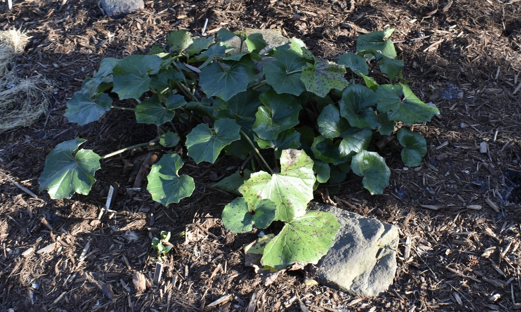 Farfugium japonicum