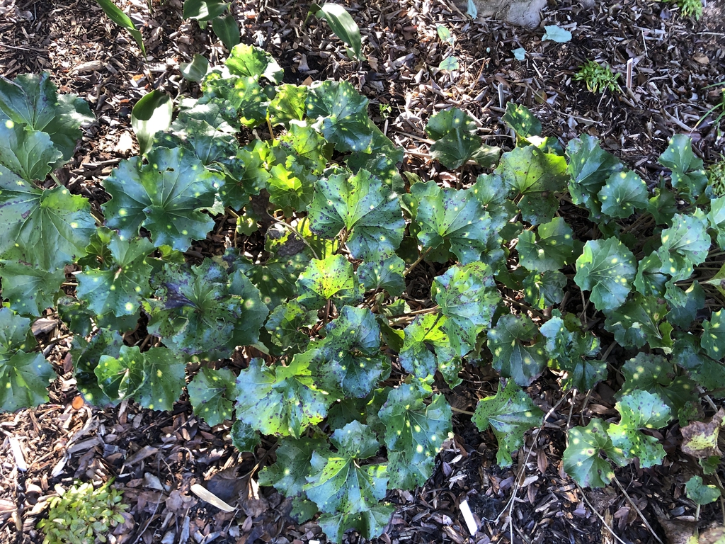 Farfugium japonicum