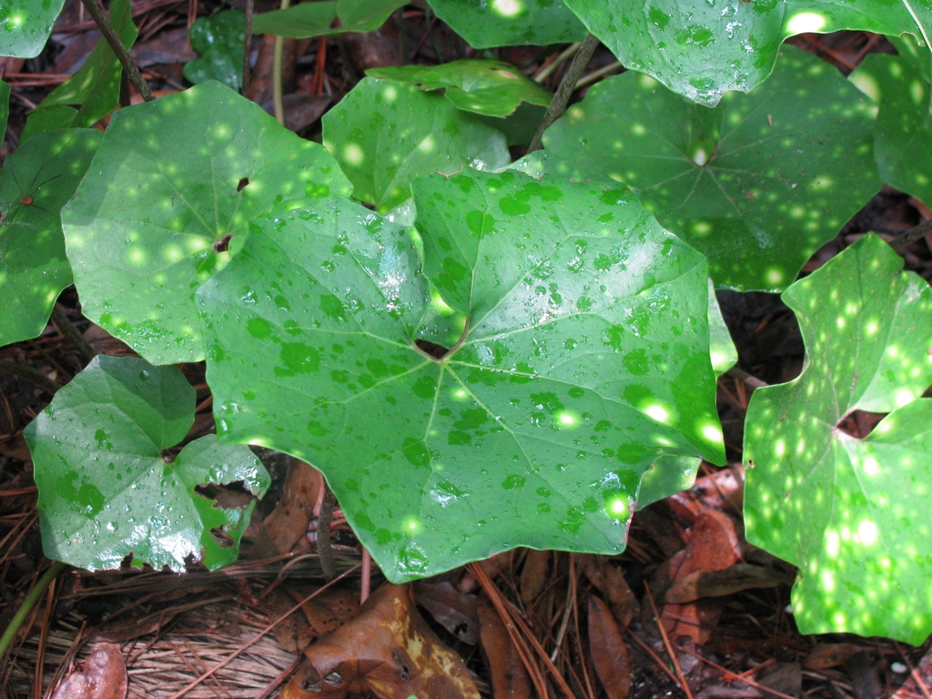 Spotted leaves of F. japonicum 'Aureo-Maculate'
