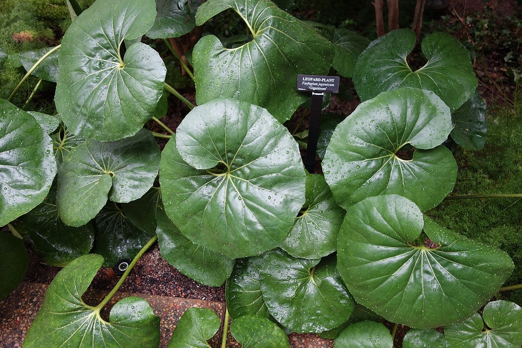 Leaves of F. 'Giganteum'