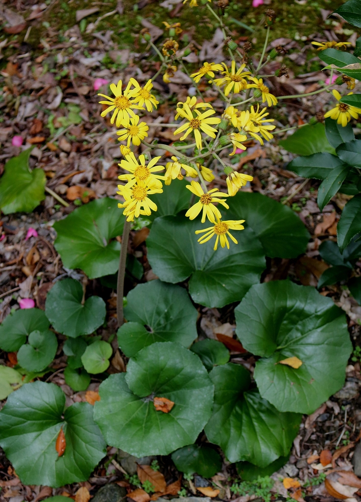Flowers and leaves of F. japonicum