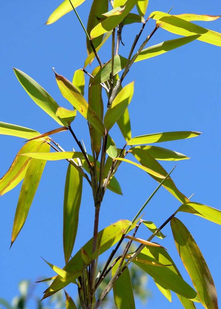 Leaf and stem