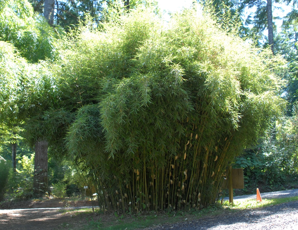 Fargesia robusta
