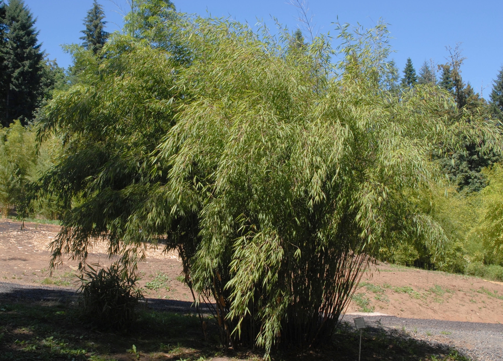 Fargesia Scabrida