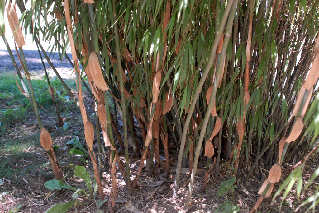 Fargesia Scabrida